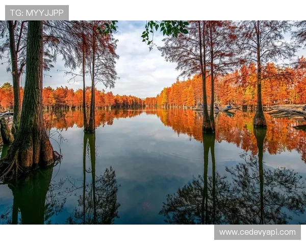 红树林娱乐：体验生态旅游与娱乐休闲的完美融合，感受自然的魅力与乐趣